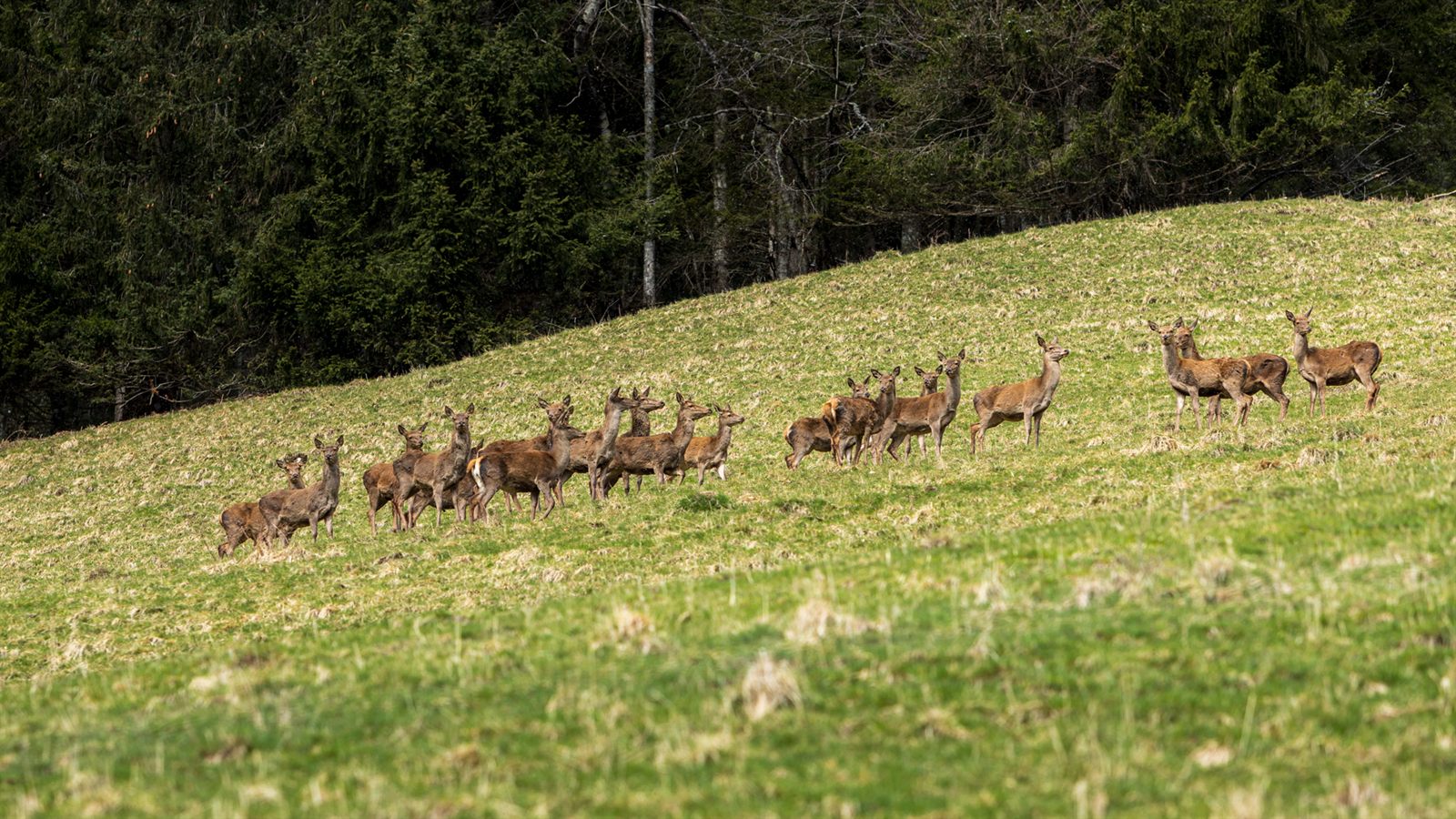 Harde de cerfs