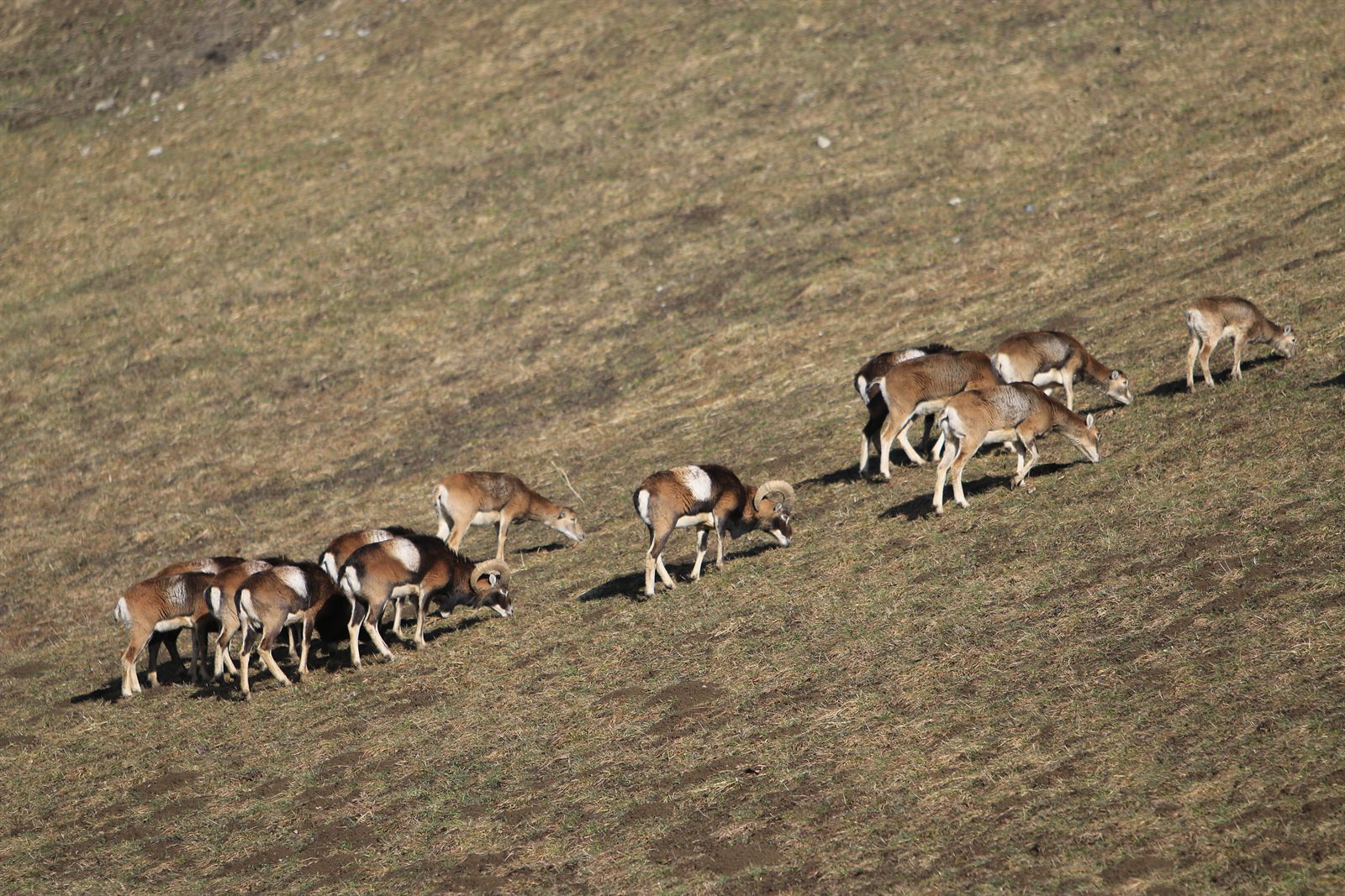 Mouflons sur les hauteurs